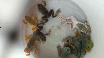 变异牛蛙爆料视频,揭秘视频背后的惊人真相